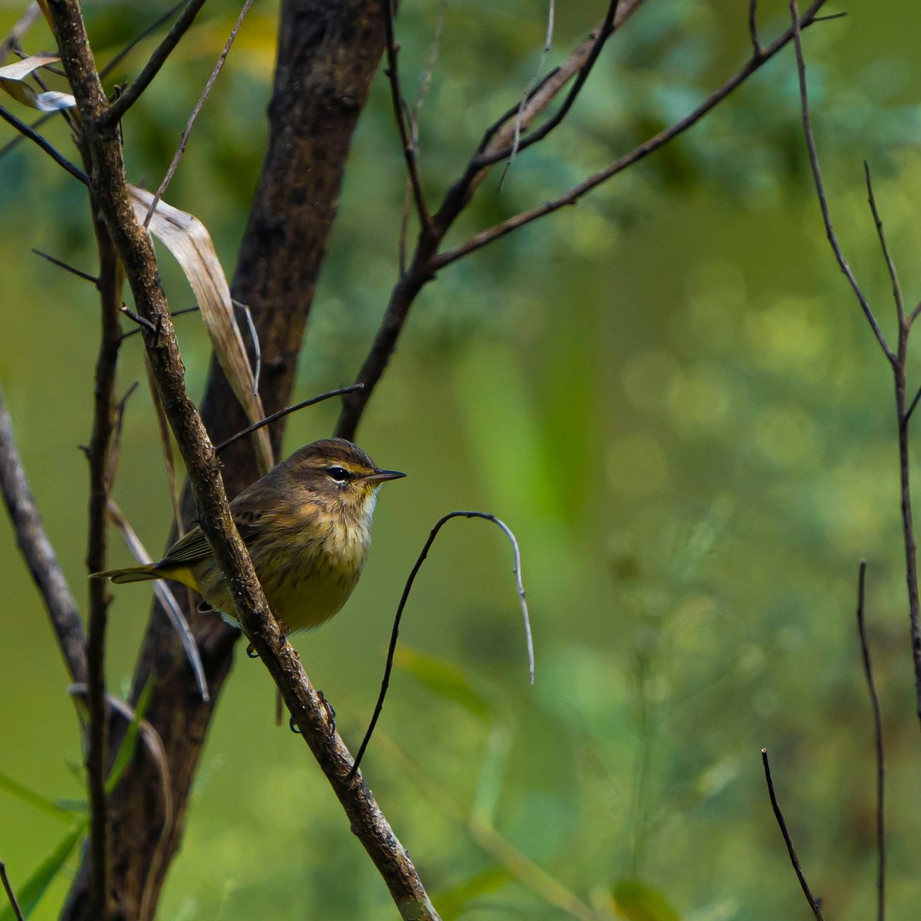 A small bird perched among tree branches with a blurred green background, showcasing natural wildlife.