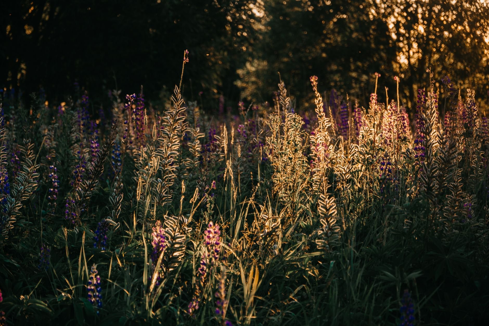 Lush meadow at golden hour, featuring blooming wildflowers and warm sunlight.
