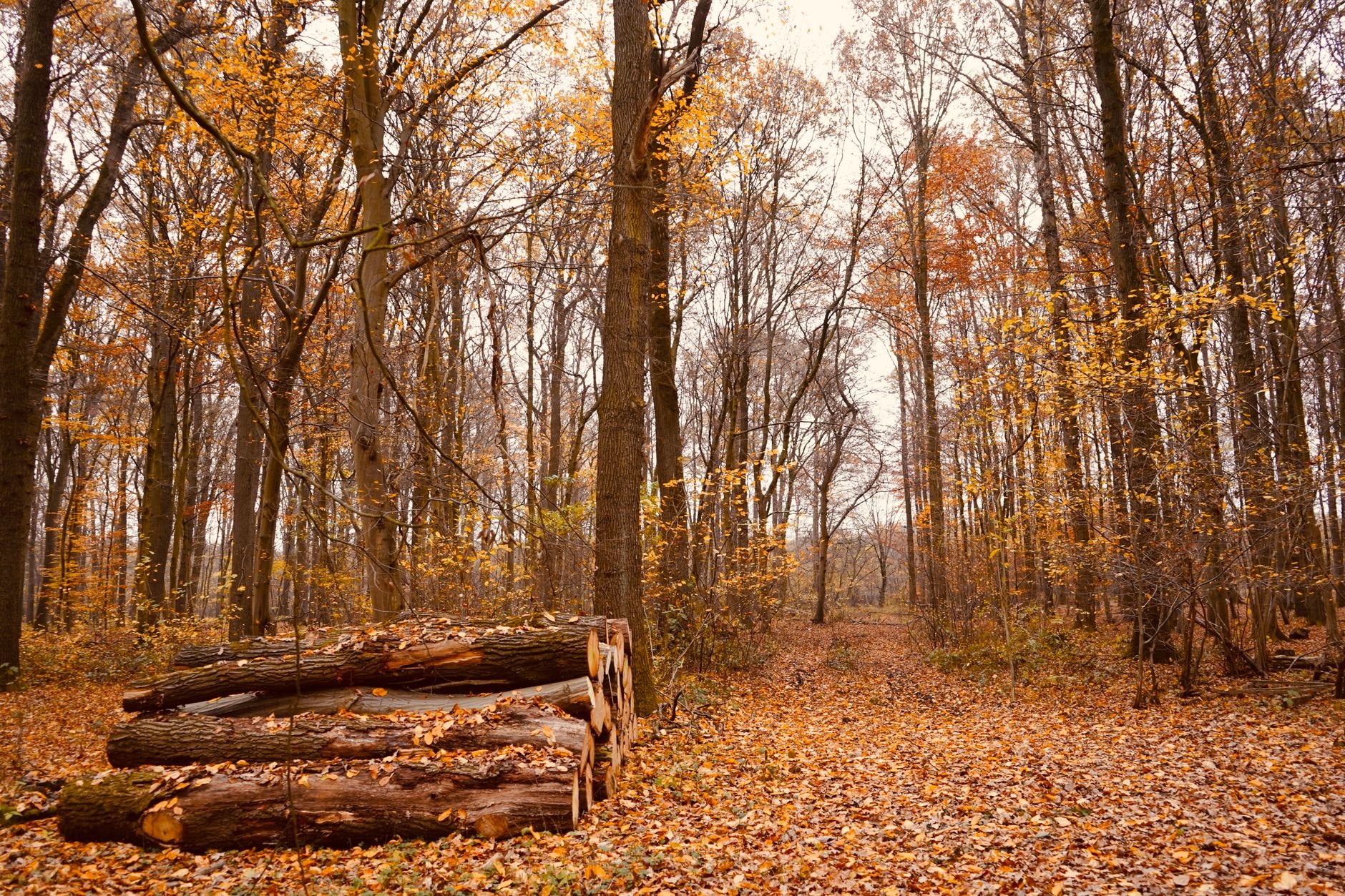 Scenic autumn forest featuring a path covered in fallen leaves and cut logs.