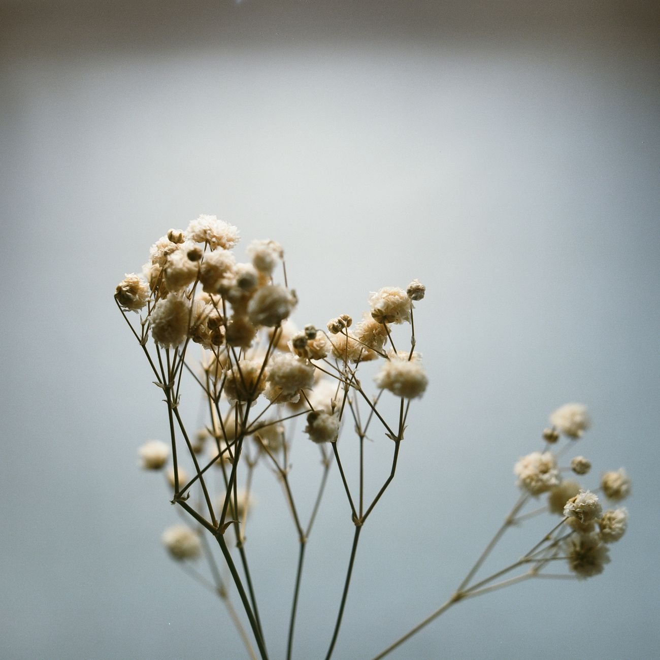 Close-up of baby's breath flowers captured in soft focus with gentle lighting.